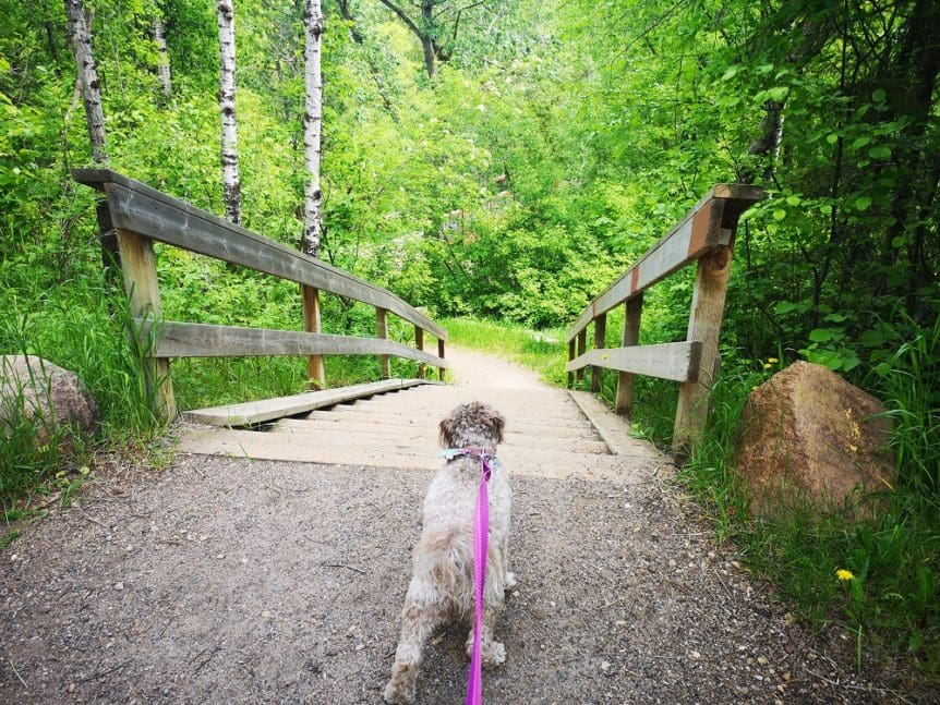 Trail Trek Howto Mill Creek Ravine North River Valley Alliance