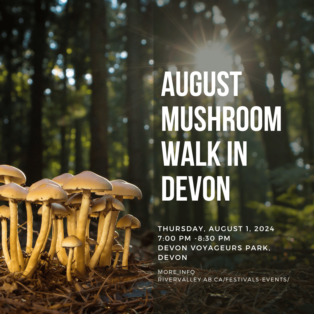 Guided Mushroom Walk in Devon